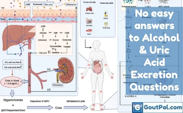 How Does Alcohol Change Uric Acid Excretion?